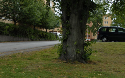 Klätterlinden i Nynäshamn